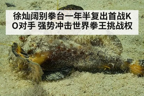 徐灿阔别拳台一年半复出首战KO对手 强势冲击世界拳王挑战权